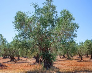 Olive Grove