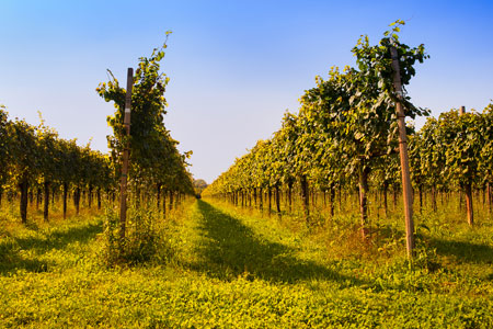 friuli-vineyards-bigstock-w