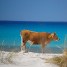 Italy Travel Photo: Everyone Loves The Beach on Sardinia