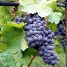 Italy’s Wine Harvest Late and Smallest in Decades