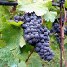 Italian Wine: 2013 Predicted to Be Excellent Year