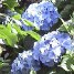 Hydrangea Festival in Bolsena – A Special Reason to Visit Italy