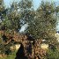 Disease Ravaging Some of Italy’s Olive Trees
